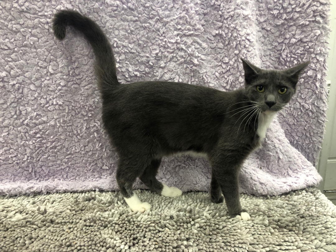 Enlarge Nik, a Adoptable Domestic Short Hair in Jesup, GA image 1/1