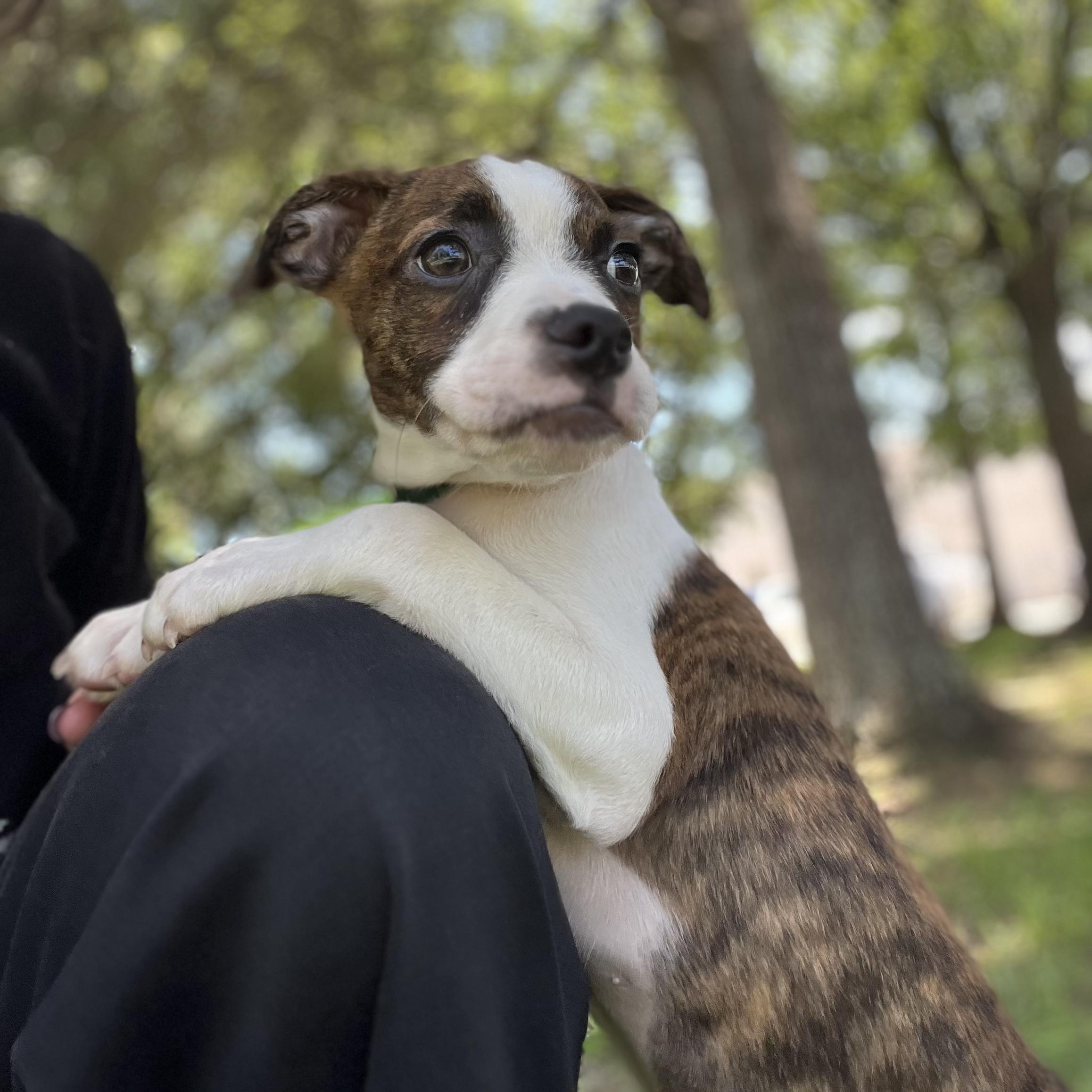 Enlarge Jack Tripper, an adopted mixed breed in New Orleans, LA image 1/6