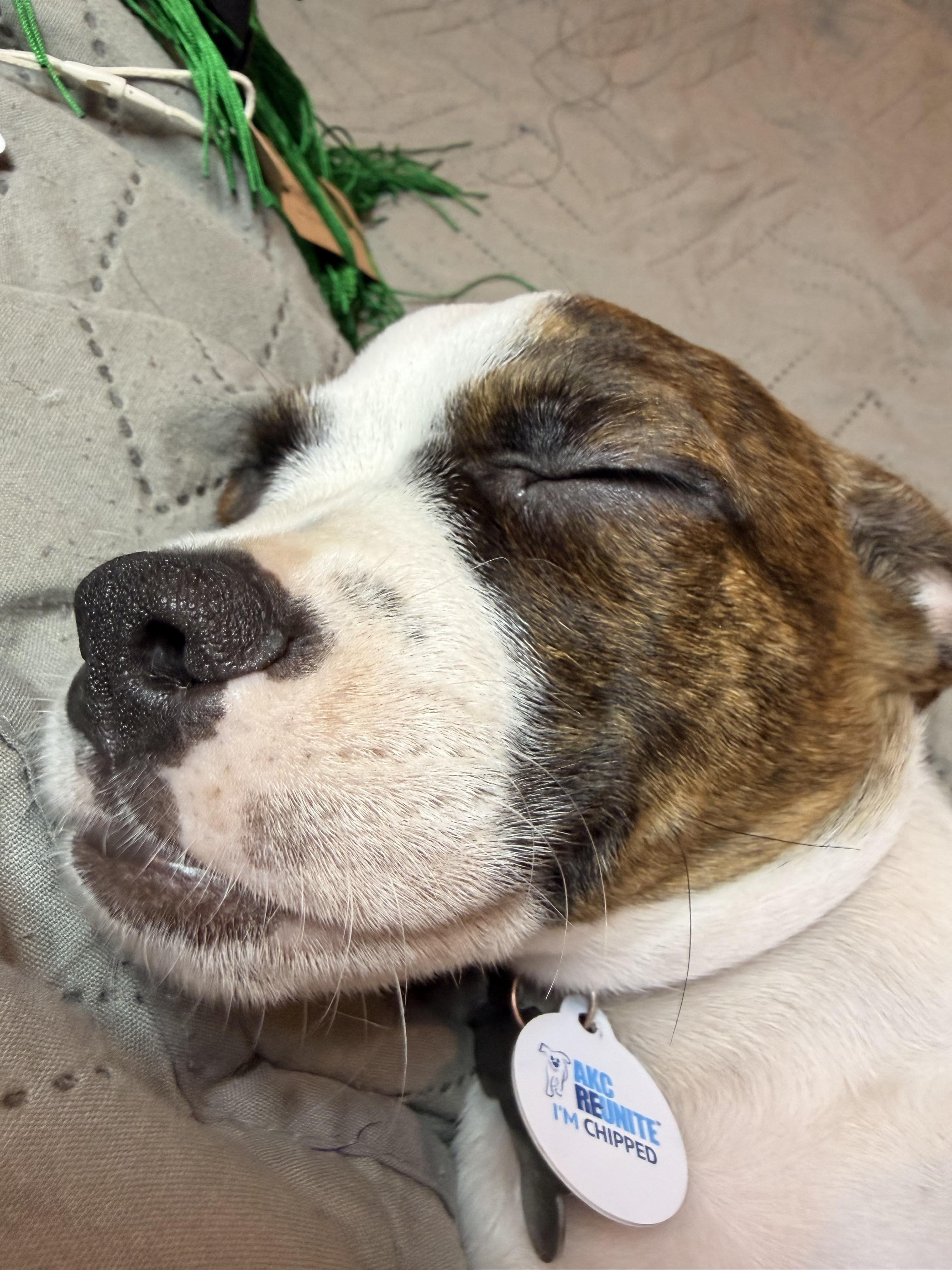 Enlarge Jack Tripper, an adopted mixed breed in New Orleans, LA image 3/6