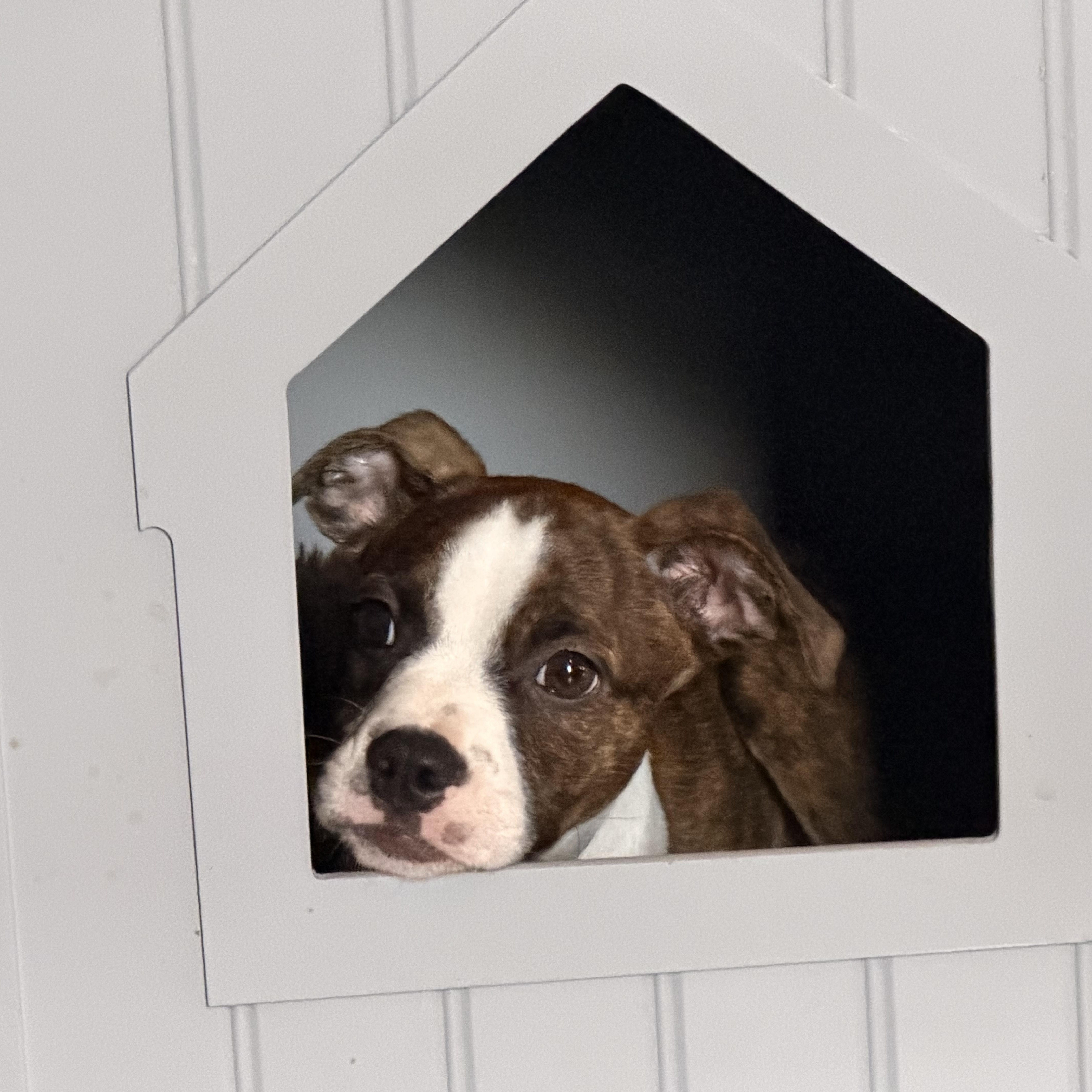 Enlarge Jack Tripper, an adopted mixed breed in New Orleans, LA image 2/6
