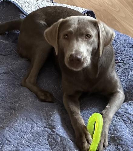 Coco #42, Adoptable, Adult Female Chocolate Labrador Retriever.