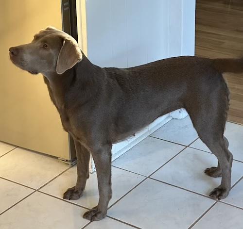 Coco #42, a Adoptable mixed breed in Killingworth, CT image 3/5