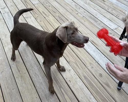 Coco #42, a Adoptable mixed breed in Killingworth, CT image 4/5