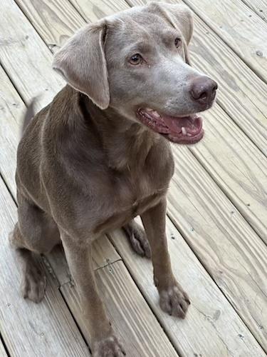 Coco #42, a Adoptable mixed breed in Killingworth, CT image 5/5