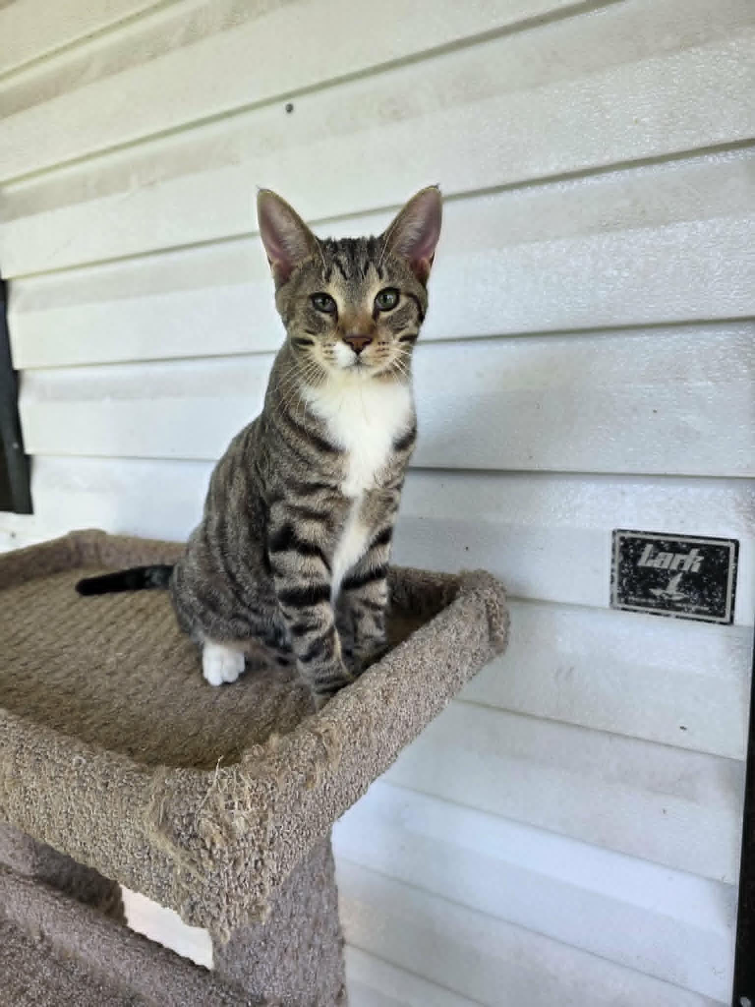 Enlarge Tater Tot, a ADOPTABLE Domestic Short Hair in Umatilla, FL image 4/4