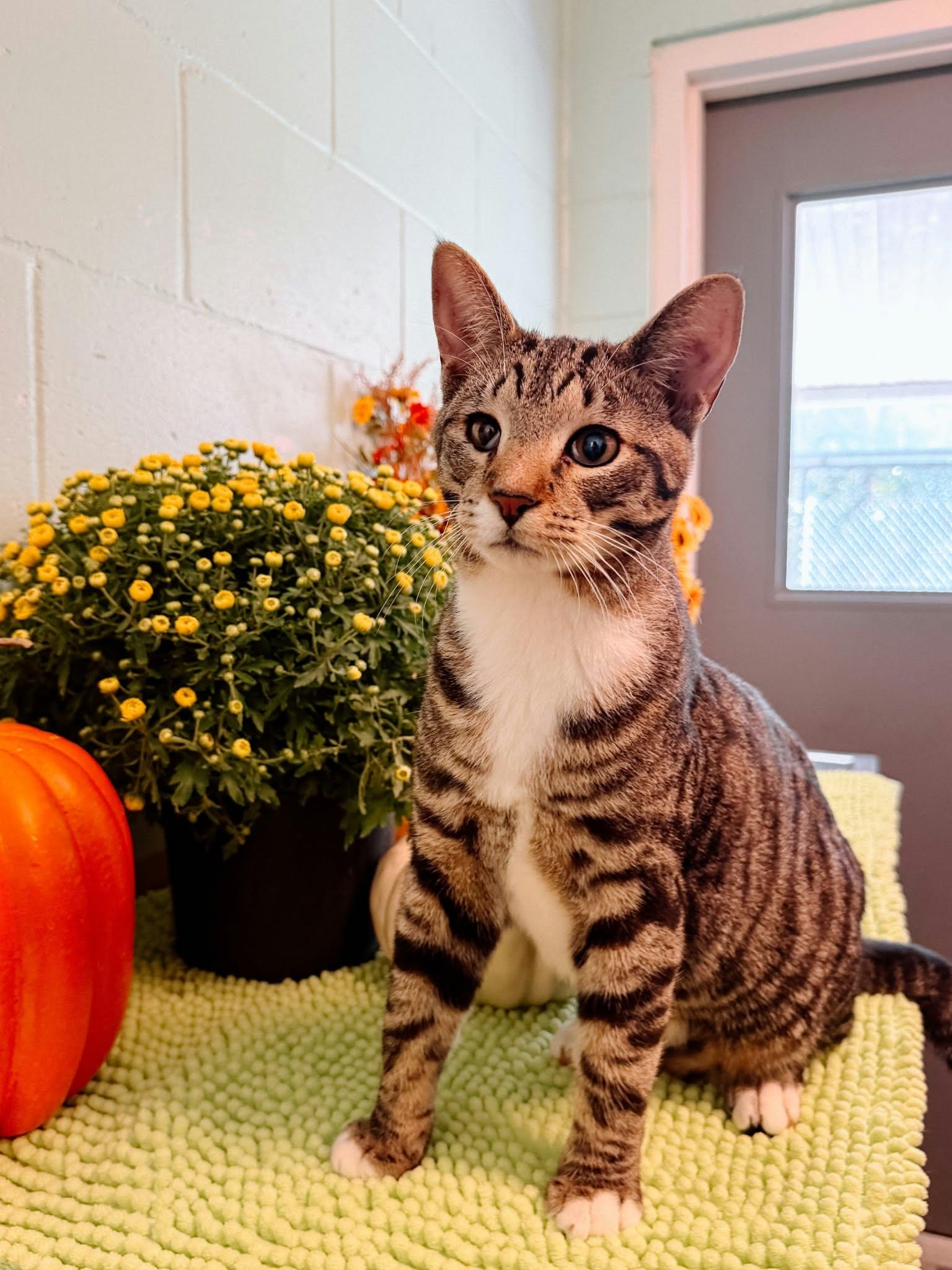 Tater Tot, Adoptable, Young Male Domestic Short Hair.
