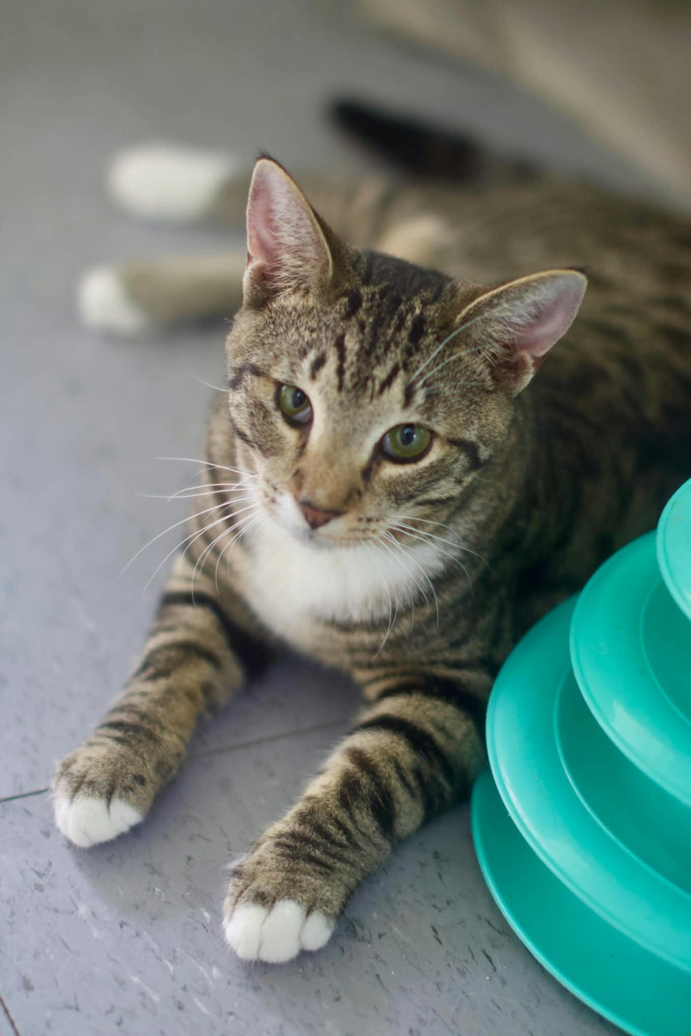Enlarge Tater Tot, a Adoptable Domestic Short Hair in Umatilla, FL image 2/5