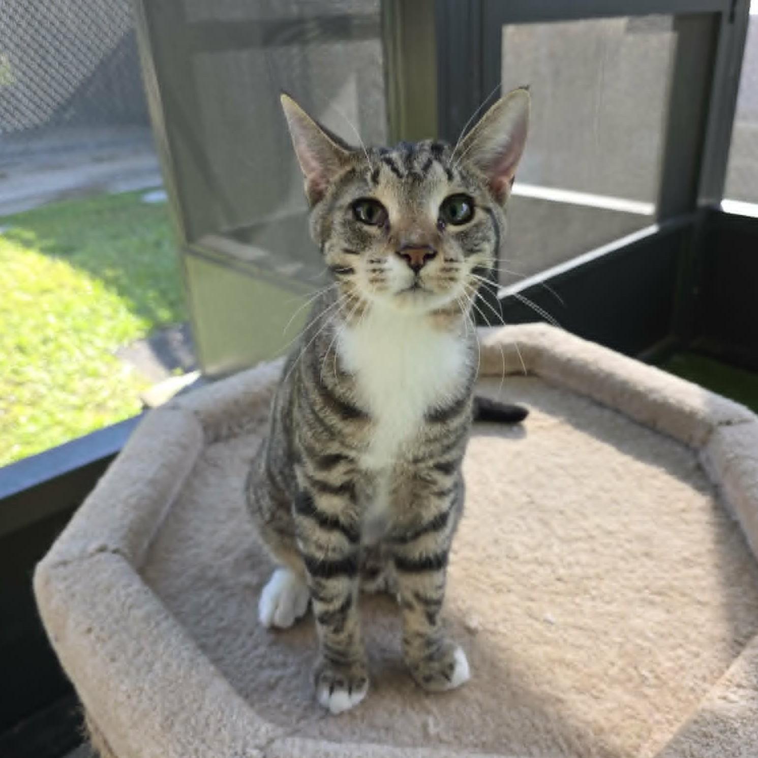 Enlarge Tater Tot, a ADOPTABLE Domestic Short Hair in Umatilla, FL image 2/4