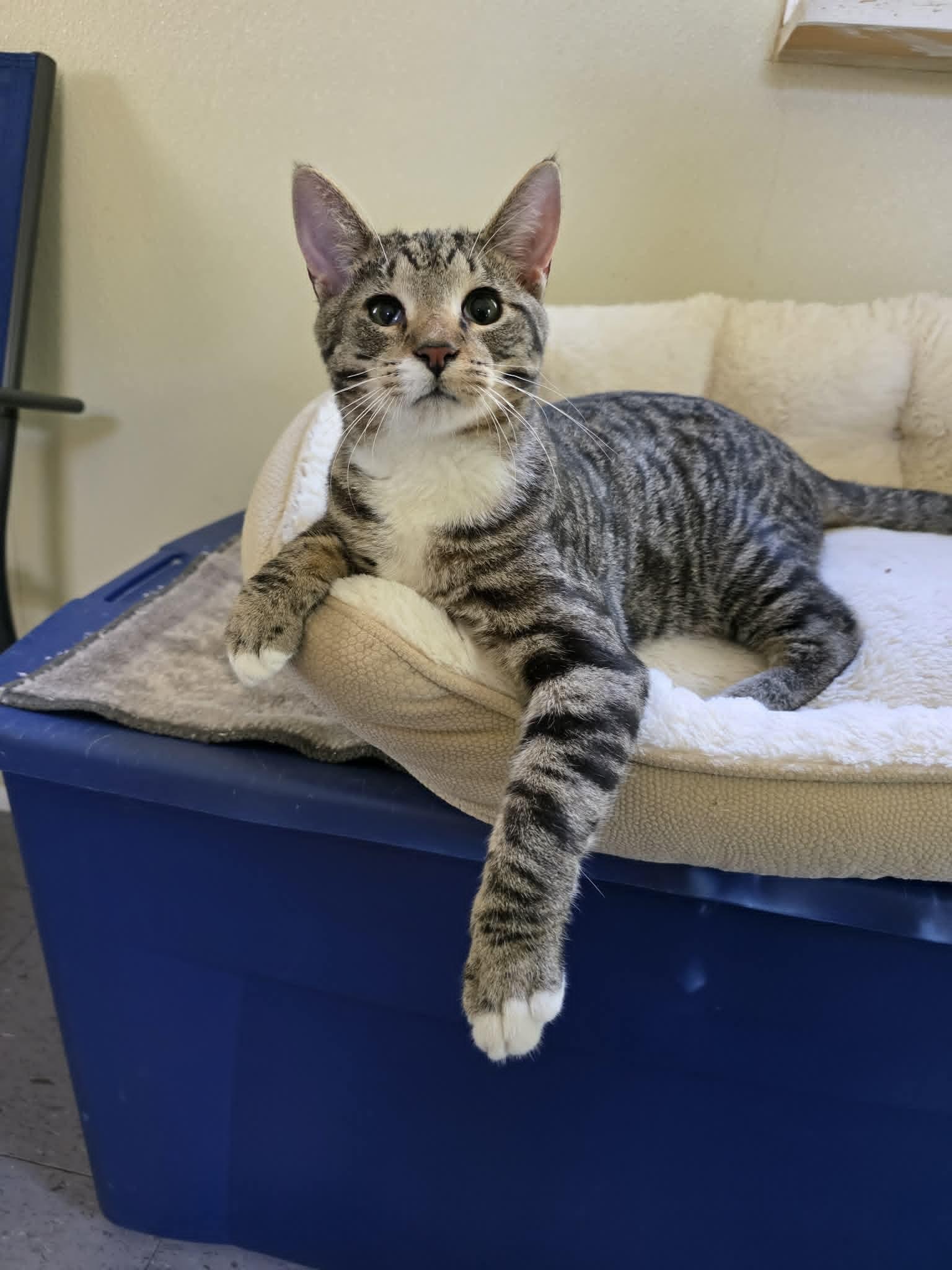 Tater Tot, ADOPTABLE, Young Male Domestic Short Hair.