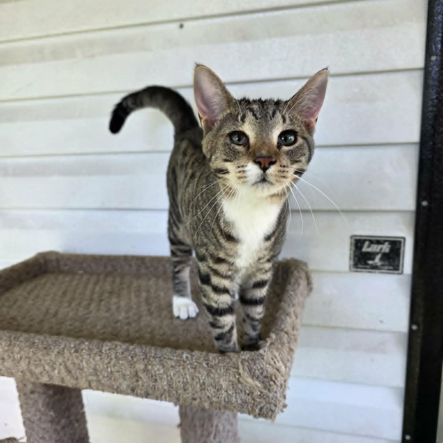 Enlarge Tater Tot, a ADOPTABLE Domestic Short Hair in Umatilla, FL image 3/4