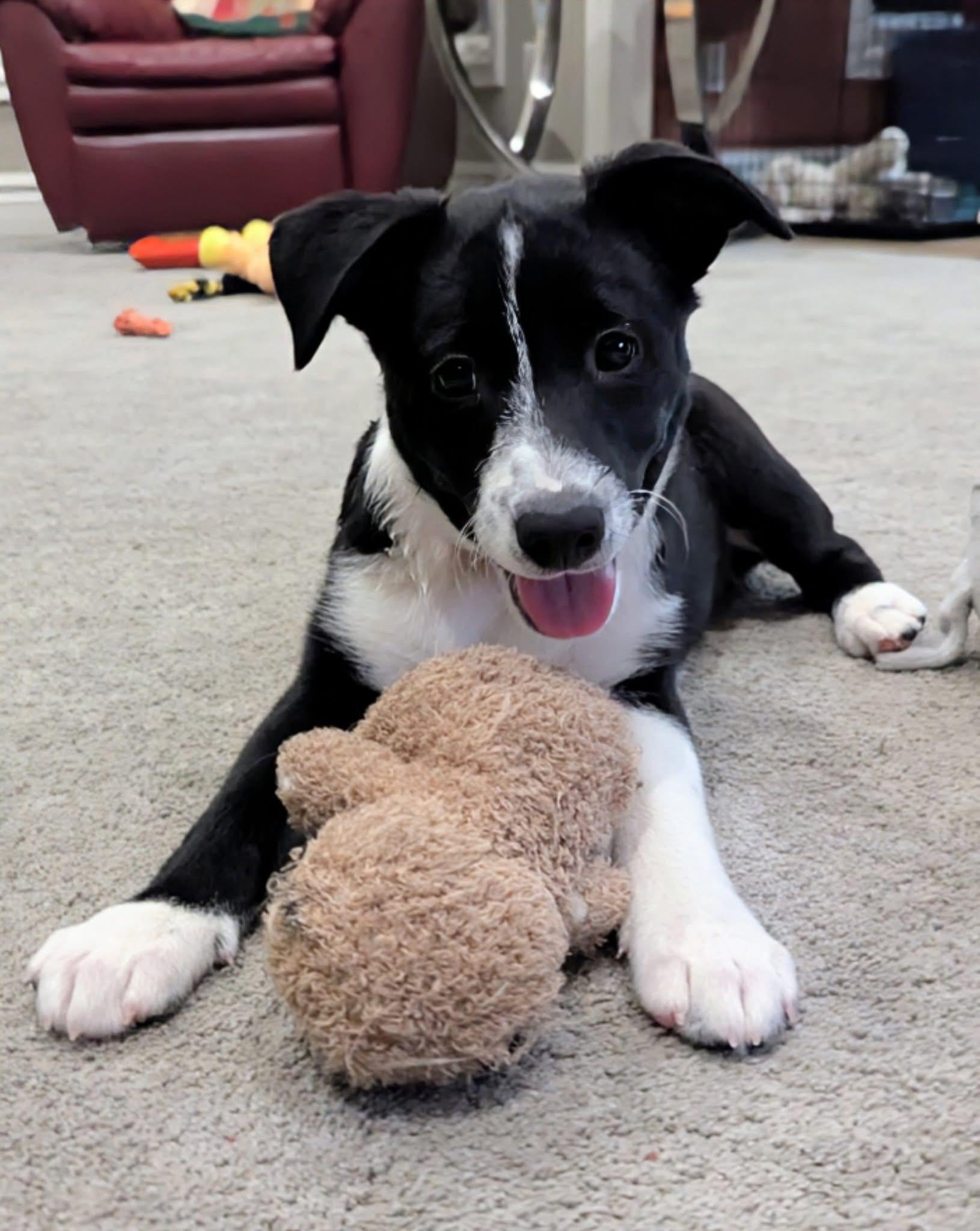 Enlarge Koda, an adopted Mixed Breed in Salamanca, NY image 1/3