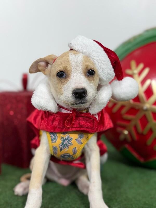 Photo of Baby Female Chihuahua Yellow / Tan / Blond / Fawn, White / Cream