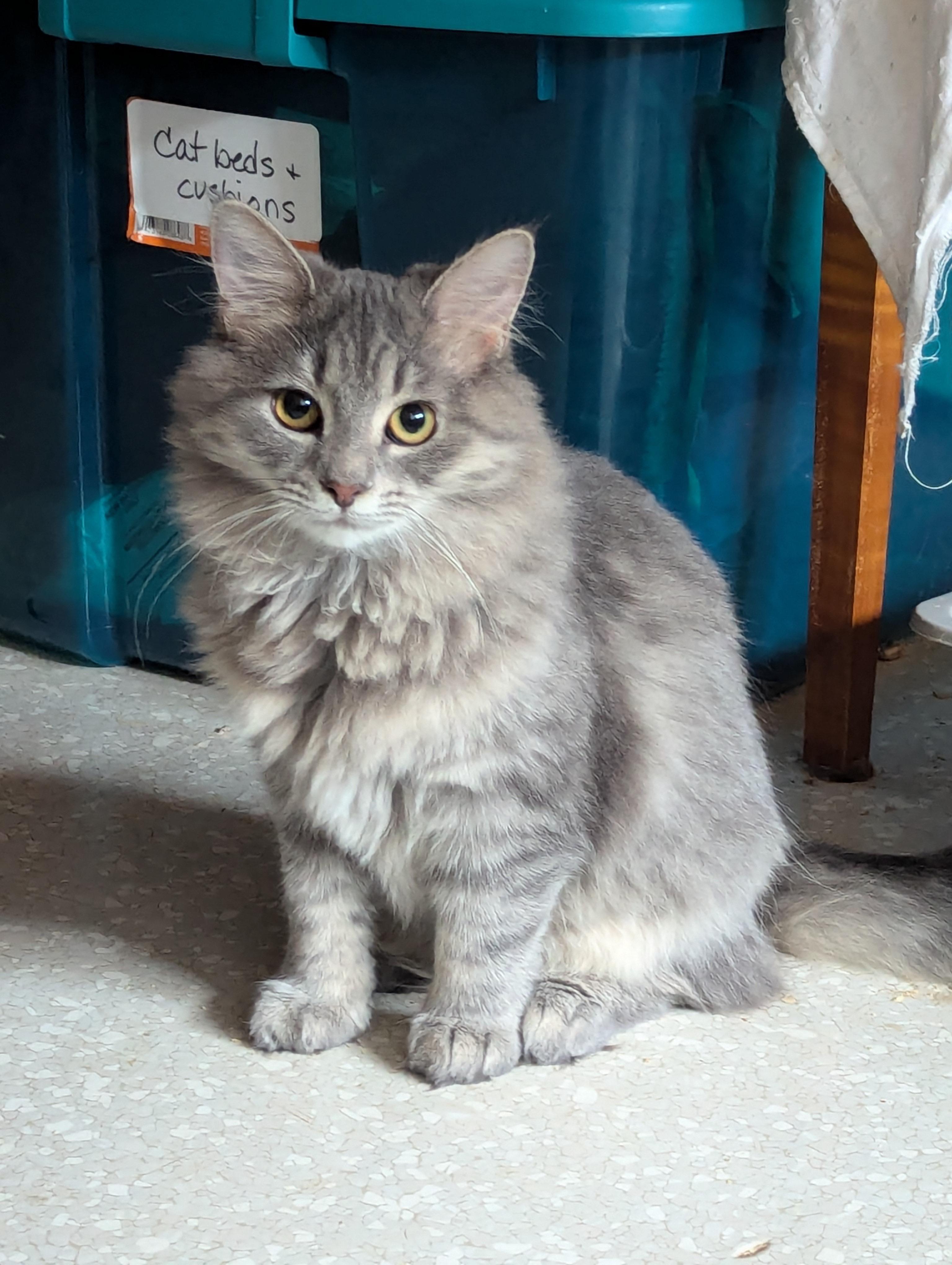 Enlarge MINDY, a Adopted mixed breed in Easton, MD image 1/1