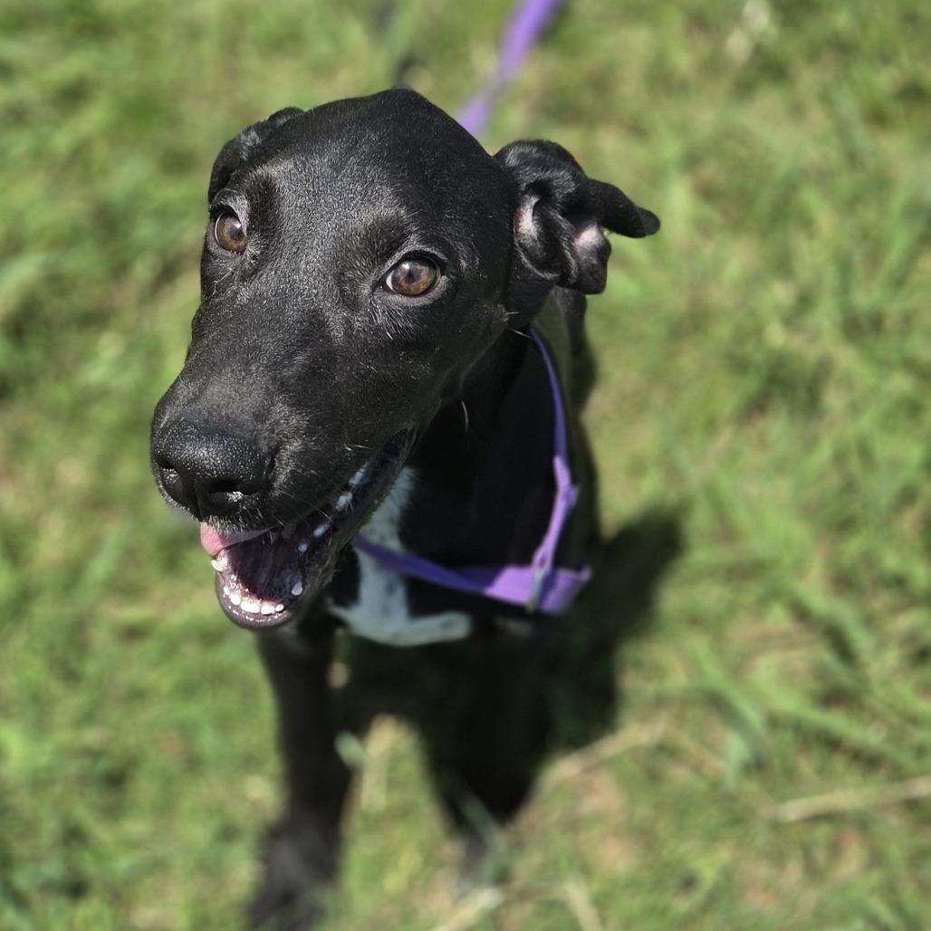 Batty, Adoptable, Puppy Male Mixed Breed & Black Labrador Retriever.