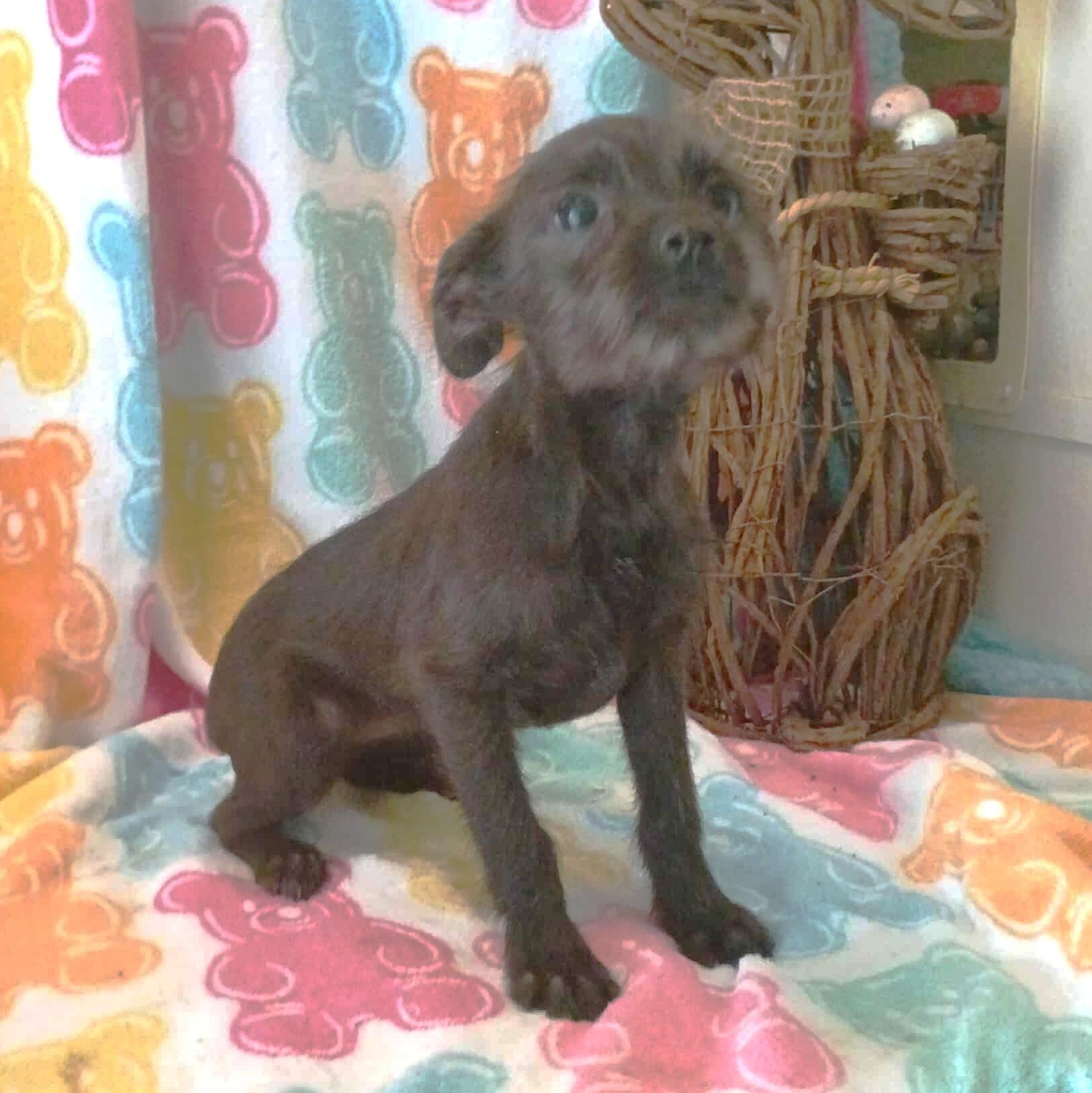 Minnie, adopted, Puppy Female Chihuahua & Wirehaired Terrier.