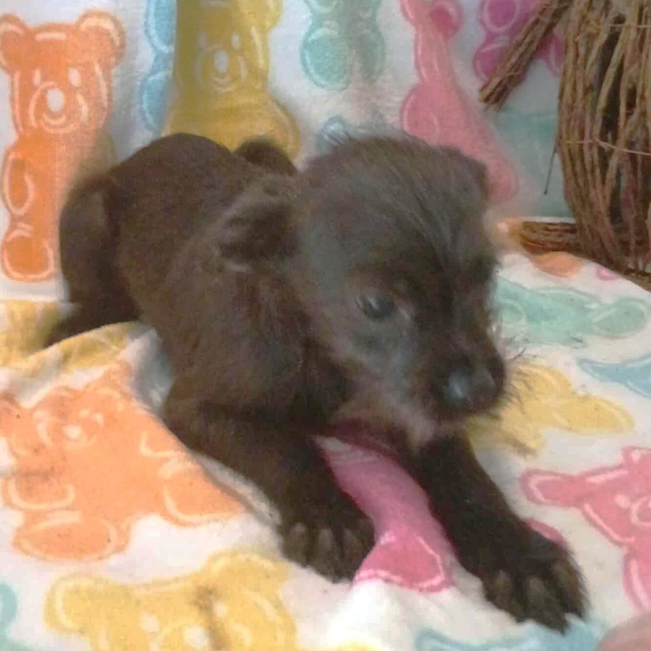 Minnie, an adopted mixed breed in Windsor, ON image 4/4