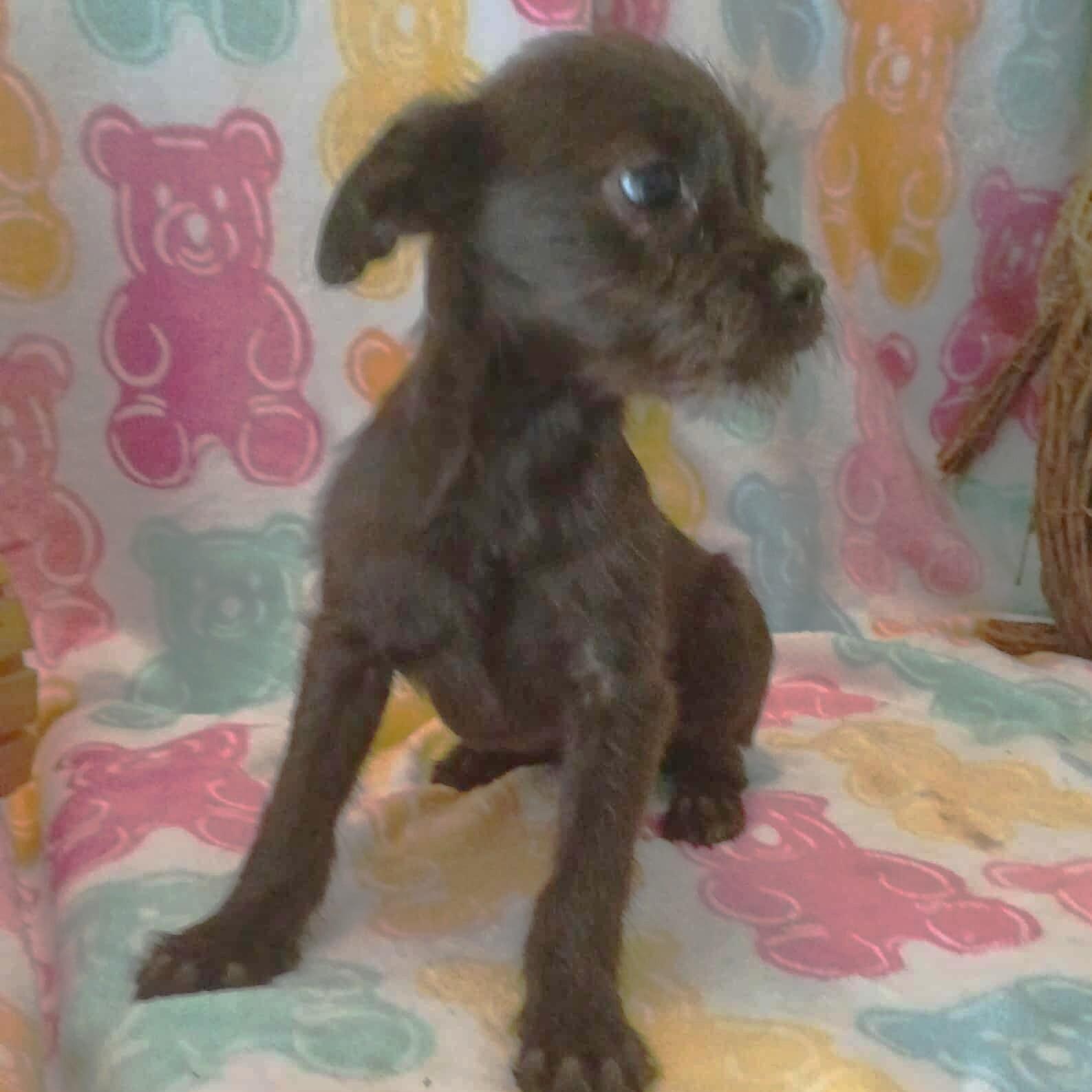 Minnie, an adopted mixed breed in Windsor, ON image 2/4