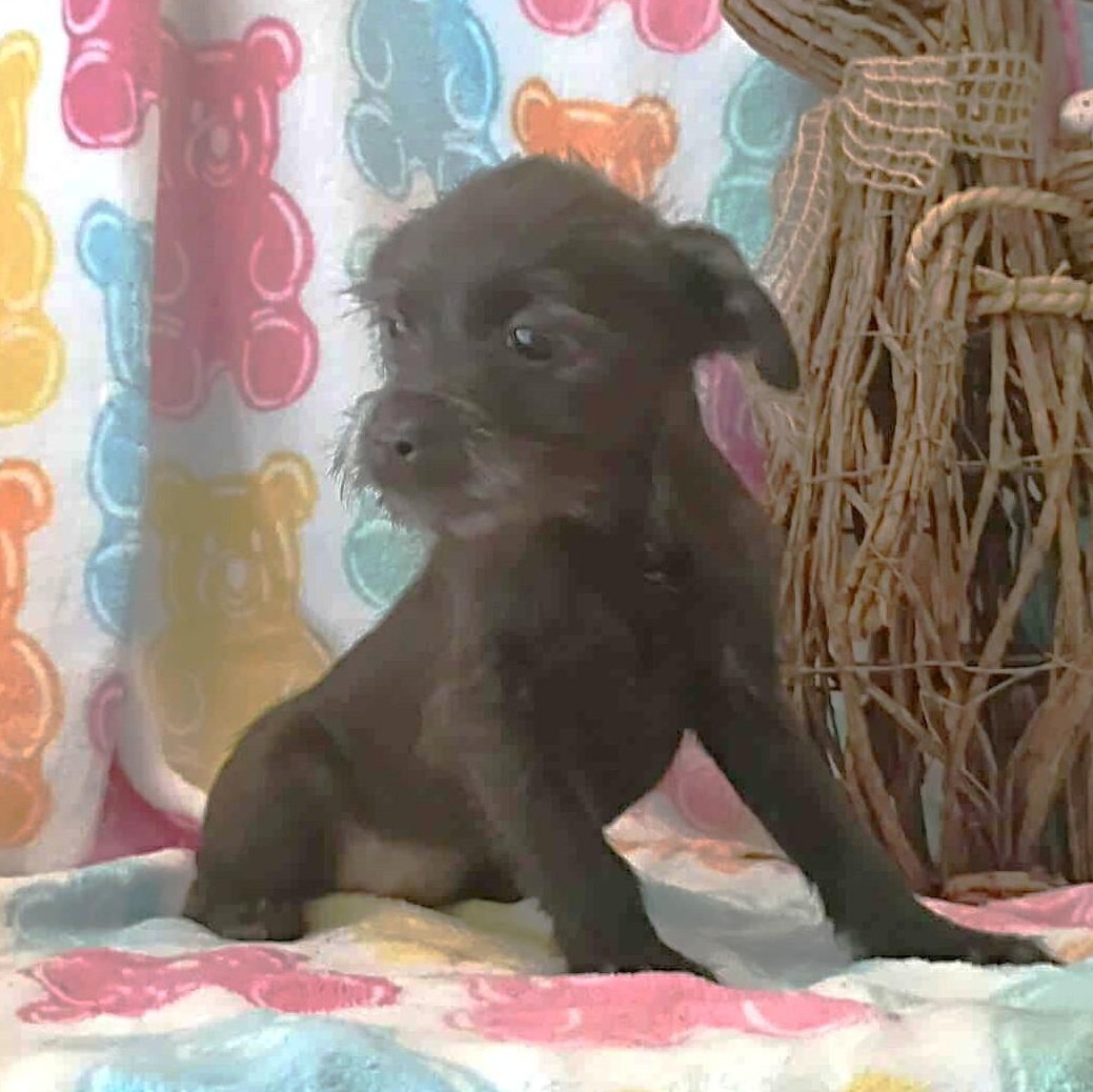 Minnie, an adopted mixed breed in Windsor, ON image 3/4