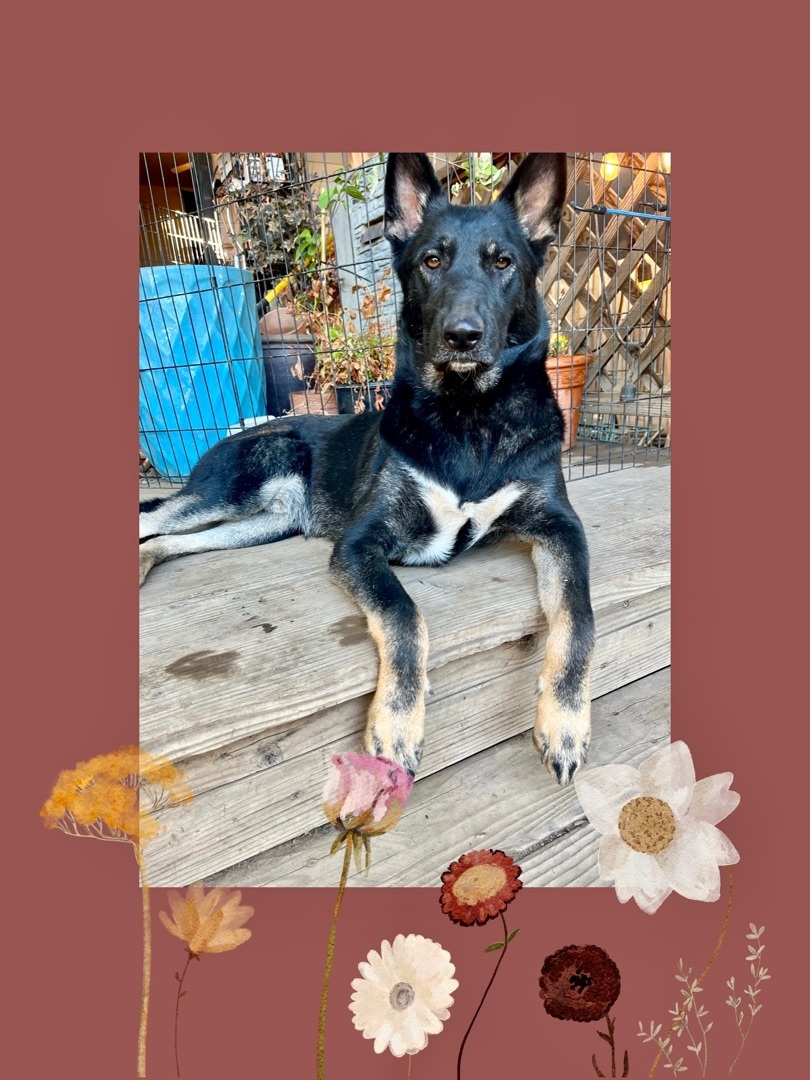 Enlarge Apollo, a Adoptable Shepherd in Concord, CA image 1/11