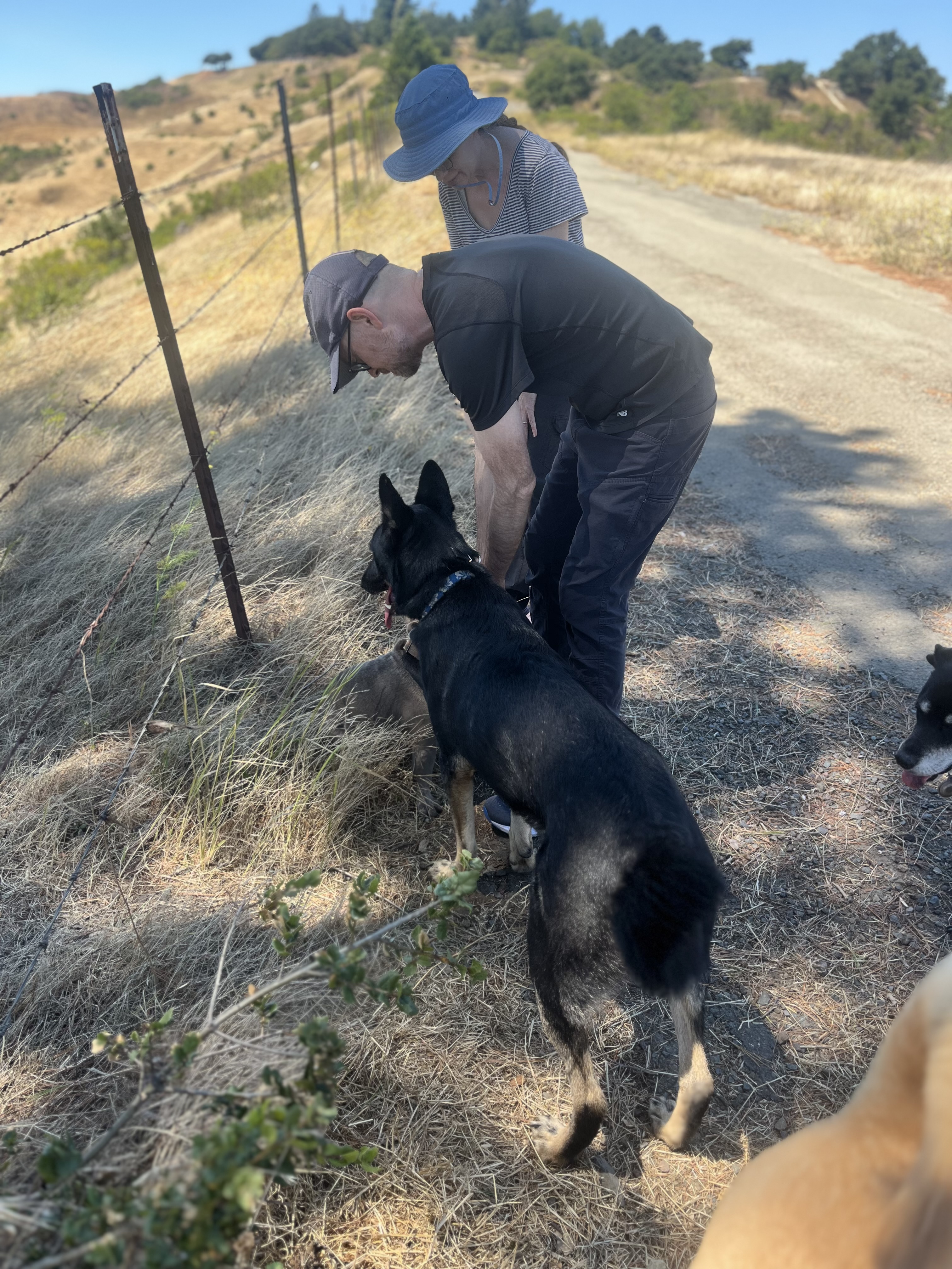 Enlarge Apollo, a Adoptable Shepherd in Concord, CA image 2/11