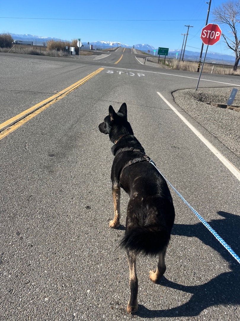 Enlarge Apollo, a Adoptable Shepherd in Concord, CA image 3/11