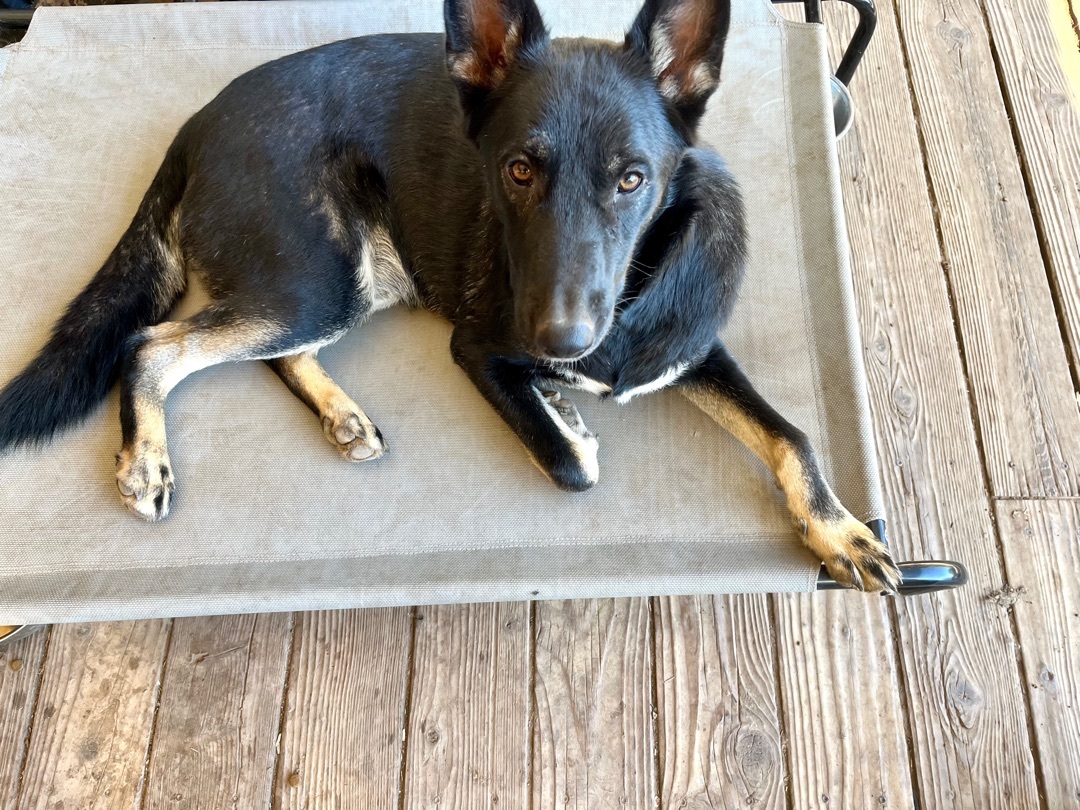 Enlarge Apollo, a Adoptable Shepherd in Concord, CA image 4/11