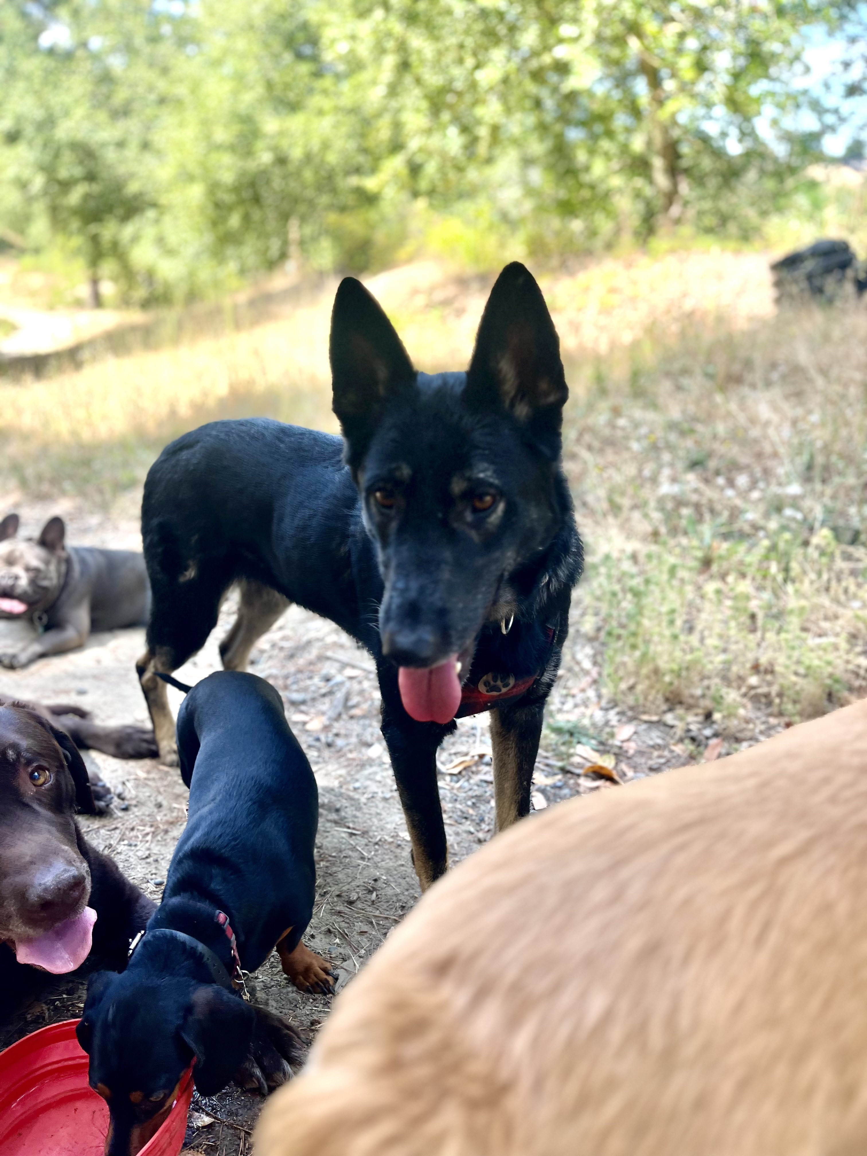 Enlarge Apollo, a Adoptable Shepherd in Concord, CA image 5/11