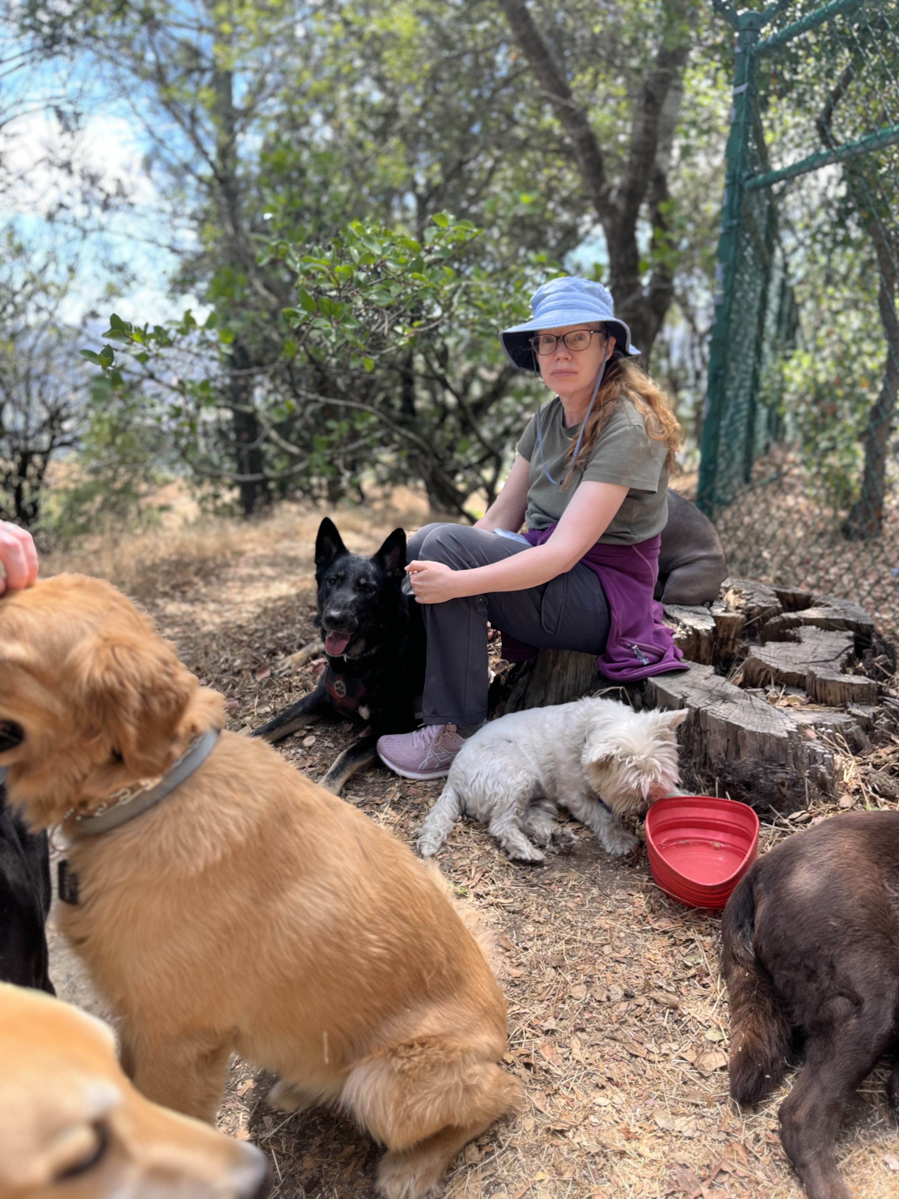 Enlarge Apollo, a Adoptable Shepherd in Concord, CA image 6/11