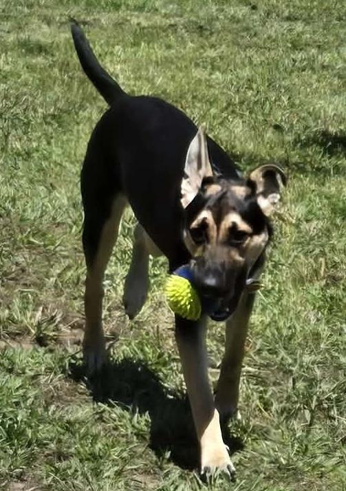 Jasmine, Adoptable, Young Female Australian Kelpie & Shepherd.