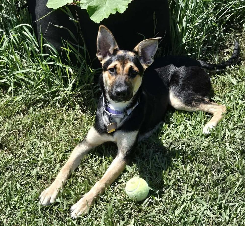 Jasmine, a Adoptable mixed breed in Plymouth, MN image 2/3