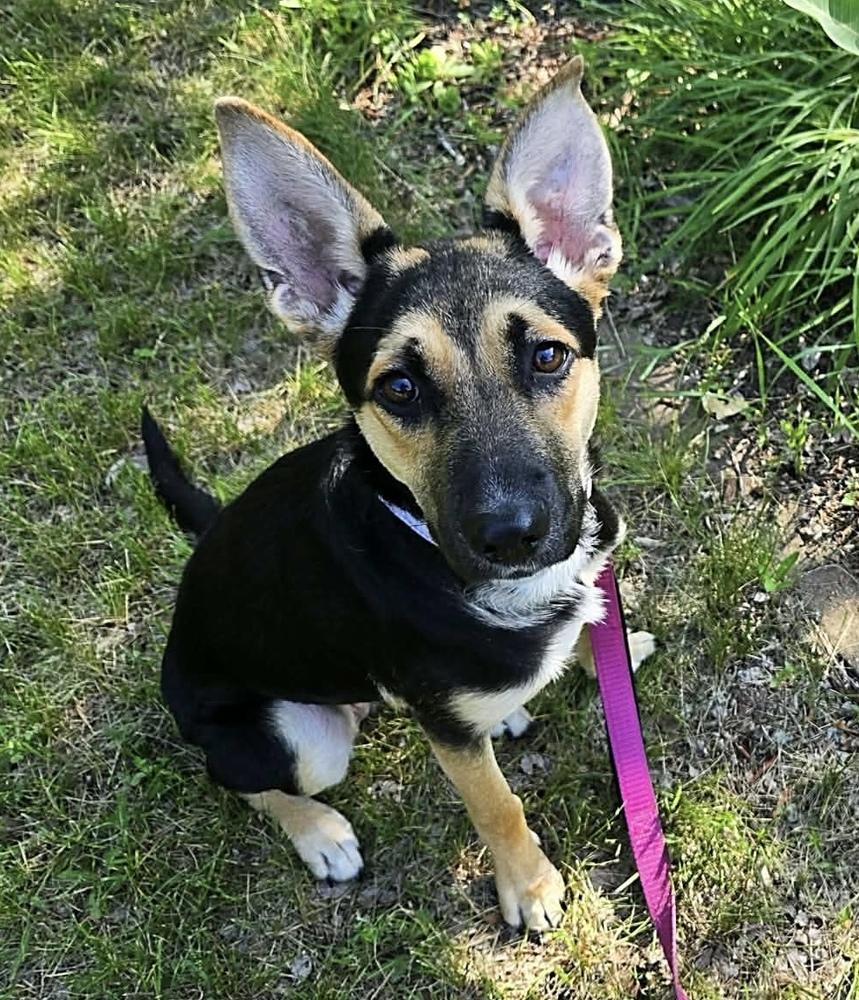 Jasmine, a Adoptable mixed breed in Plymouth, MN image 3/3