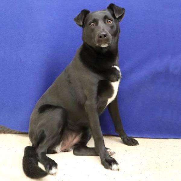 Enlarge Sasha, a Adoptable mixed breed in Midland, TX image 2/4