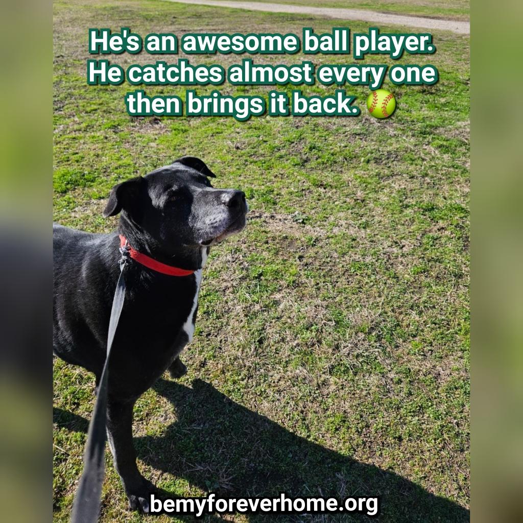 Enlarge Lucky, a Adoptable mixed breed in Plano, TX image 1/6