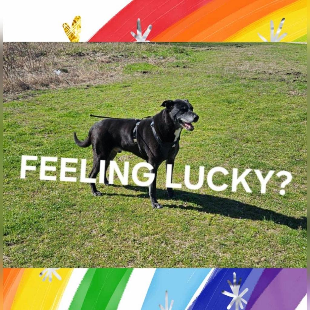 Enlarge Lucky, a Adoptable mixed breed in Plano, TX image 2/6