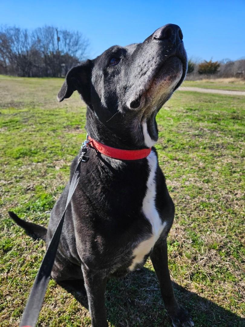 Enlarge Lucky, a Adoptable mixed breed in Plano, TX image 3/6