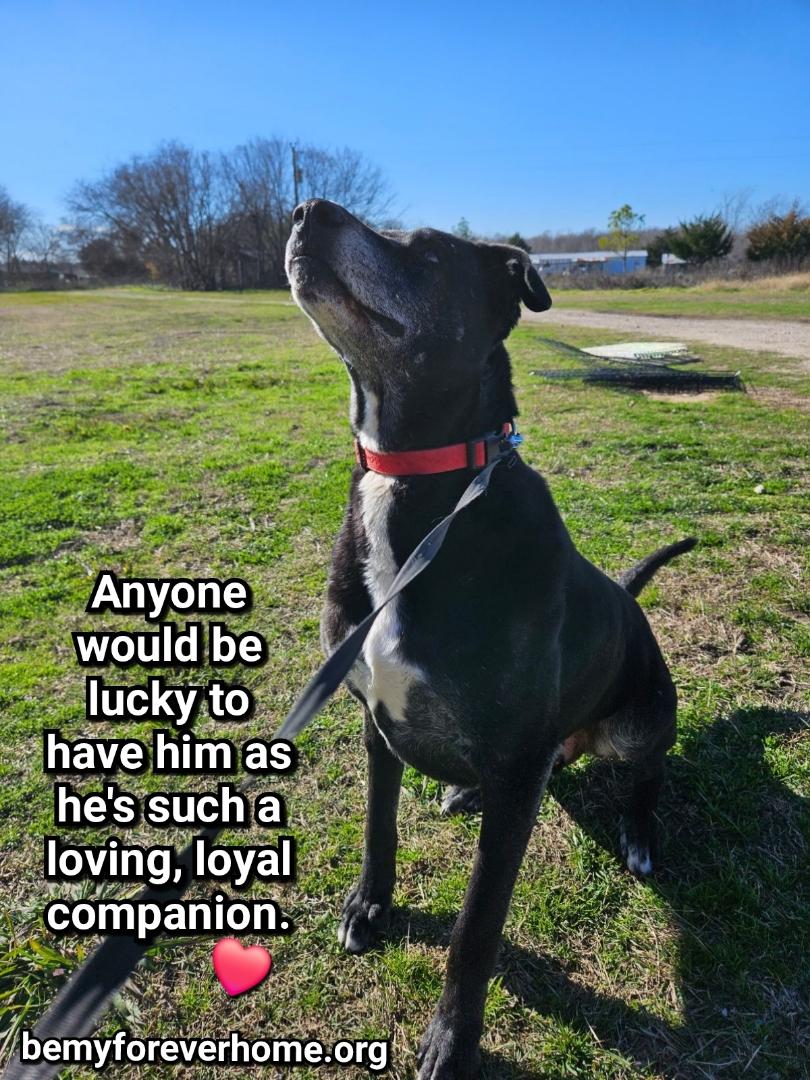 Enlarge Lucky, a Adoptable mixed breed in Plano, TX image 4/6