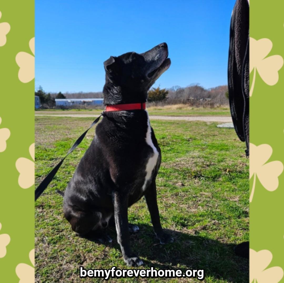 Enlarge Lucky, a Adoptable mixed breed in Plano, TX image 5/6