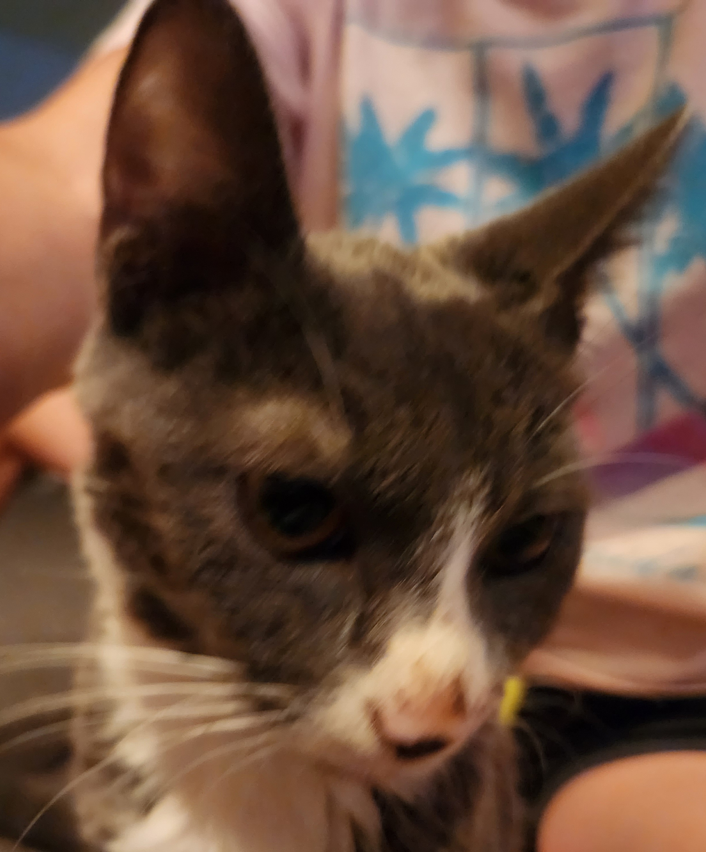 Glinda, Baby Female unknown