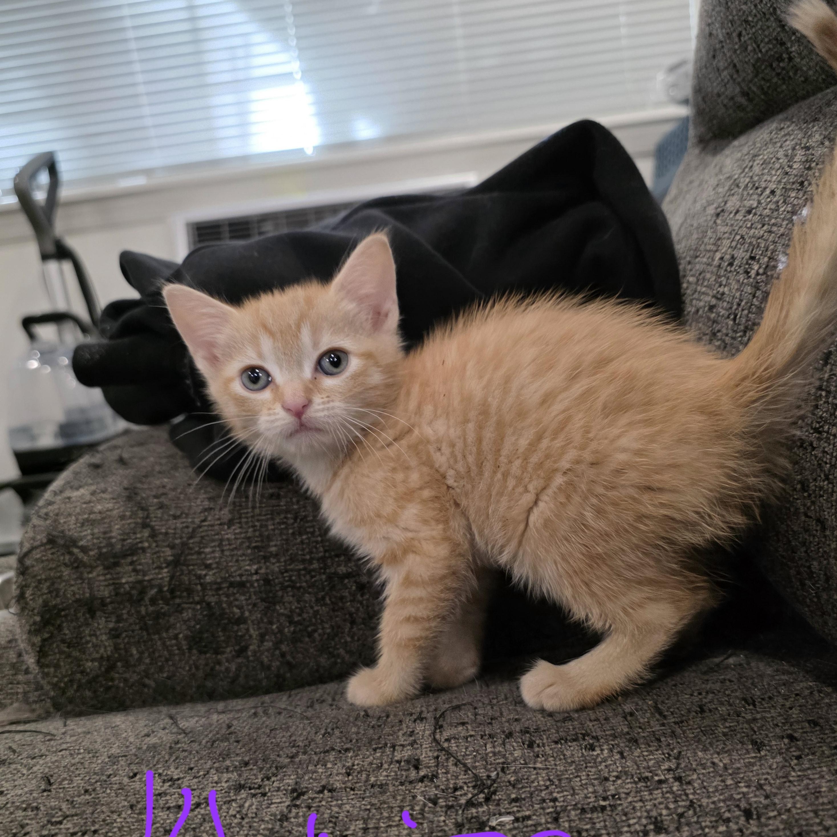 Enlarge Khalisi, a Adoptable Domestic Short Hair in Moriches, NY image 1/1