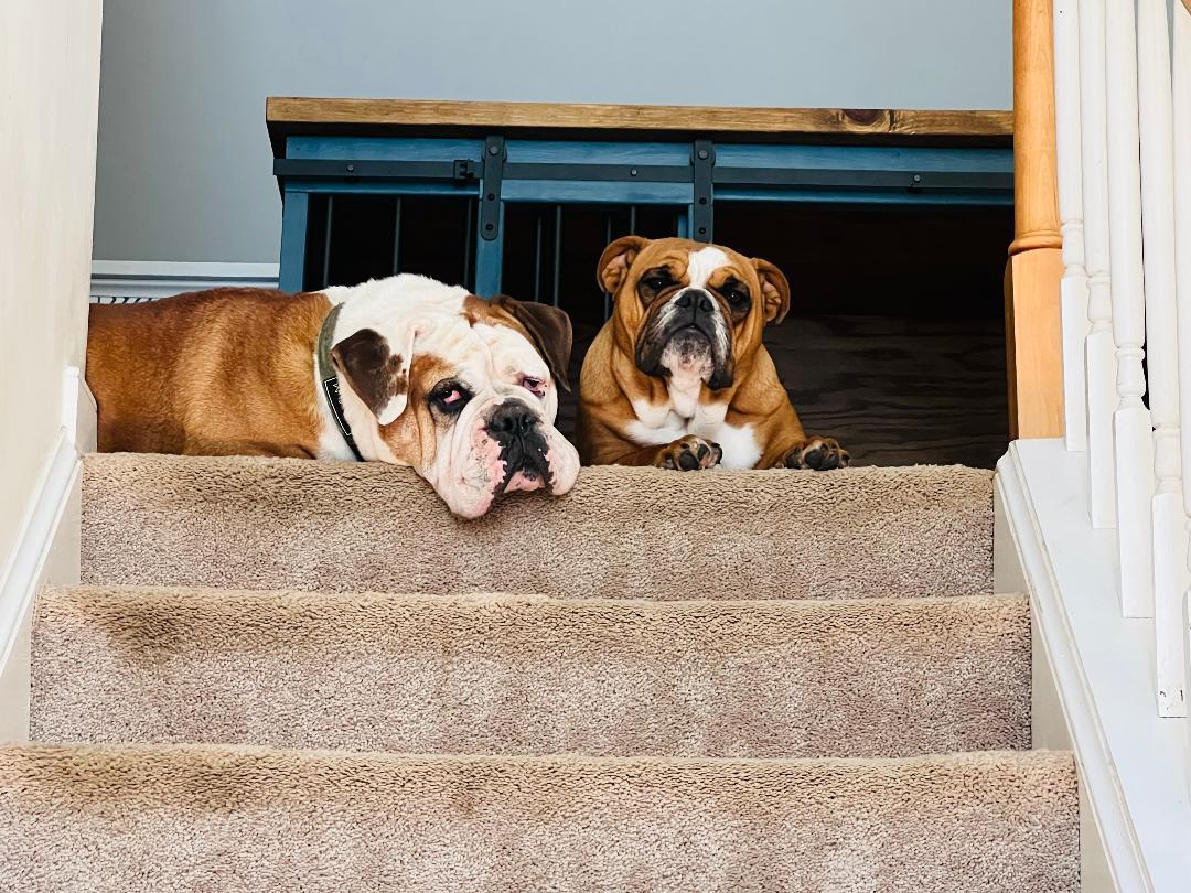 Cookie & Bruno, ADOPTABLE, Adult Female English Bulldog.