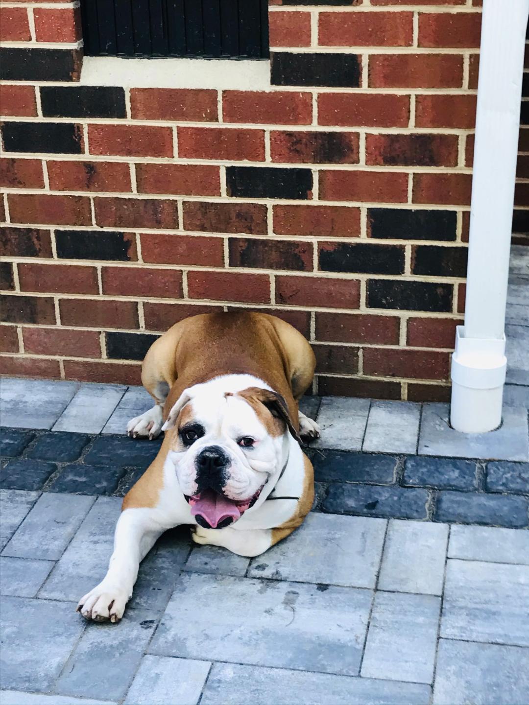 Enlarge Cookie & Bruno, a ADOPTABLE English Bulldog in Belmar, NJ image 6/6