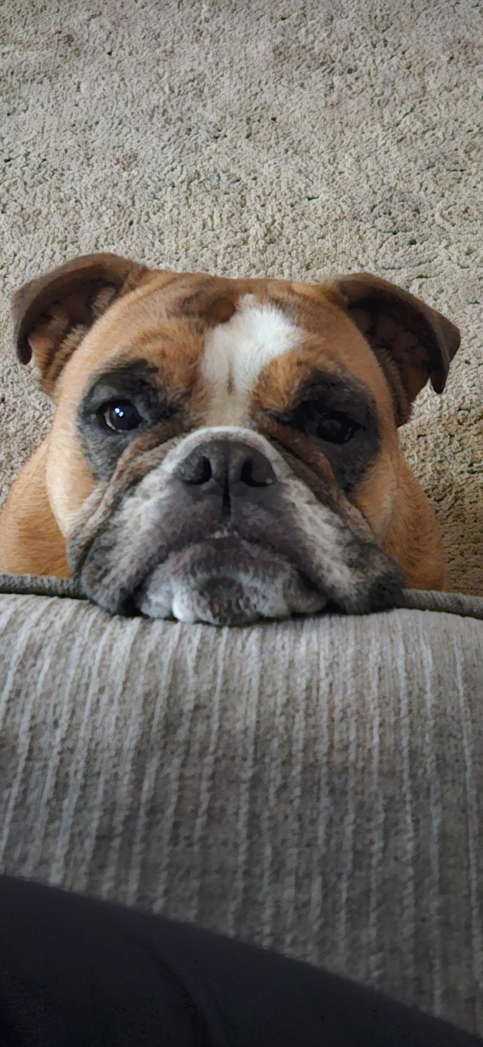 Enlarge Cookie & Bruno, a ADOPTABLE English Bulldog in Belmar, NJ image 5/6