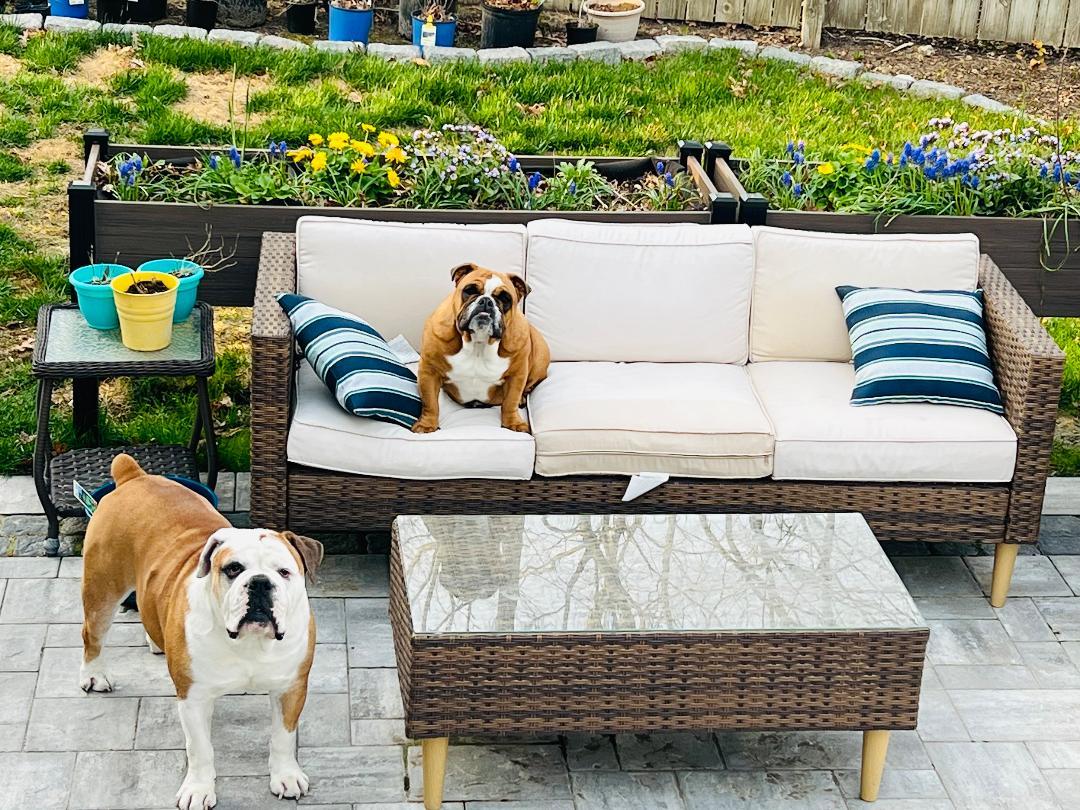 Enlarge Cookie & Bruno, a ADOPTABLE English Bulldog in Belmar, NJ image 3/6