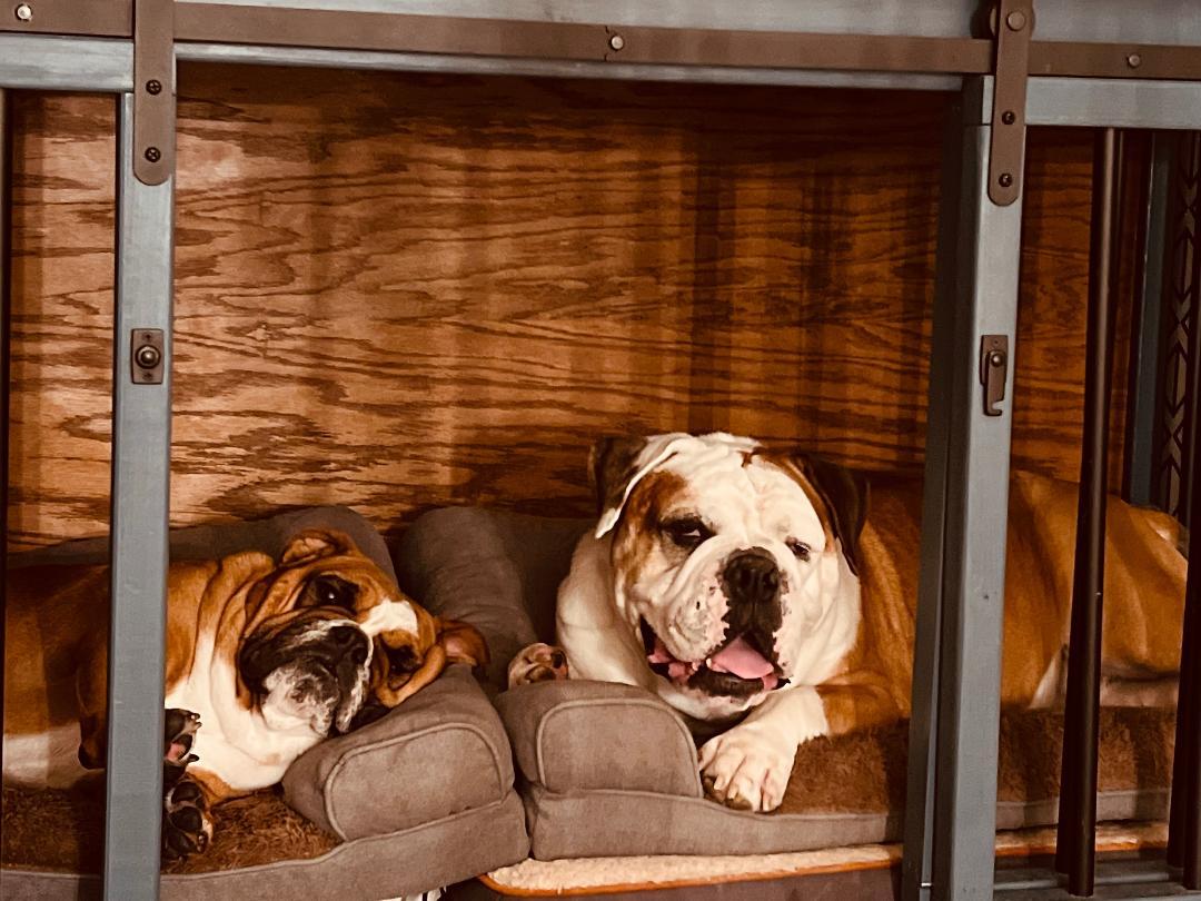 Enlarge Cookie & Bruno, a ADOPTABLE English Bulldog in Belmar, NJ image 2/6