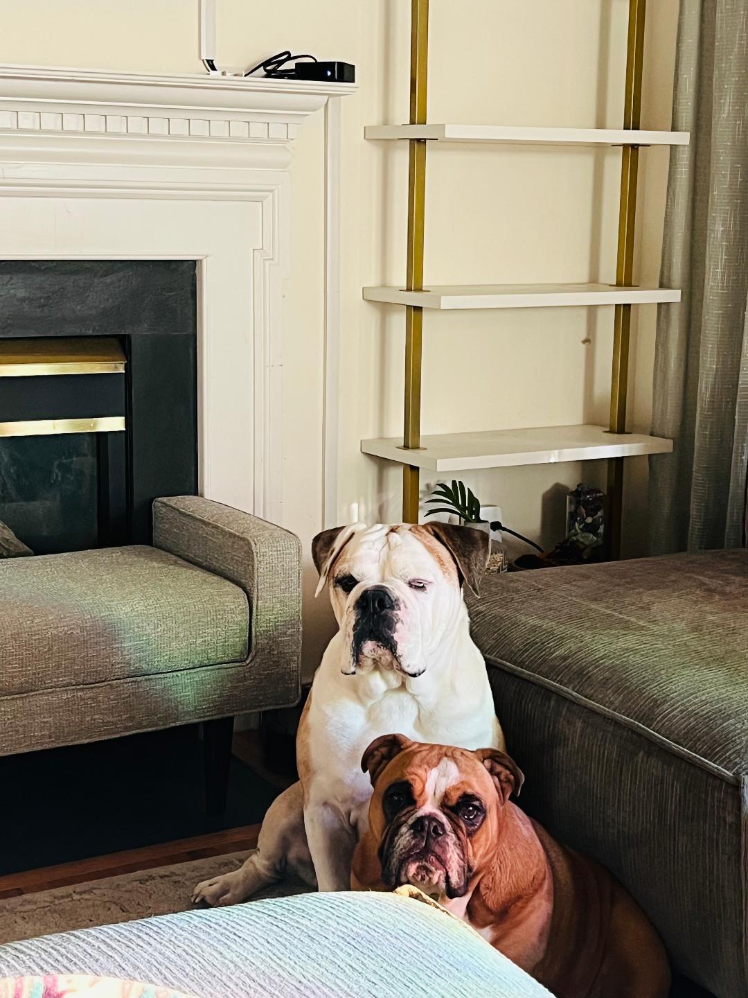 Enlarge Cookie & Bruno, a ADOPTABLE English Bulldog in Belmar, NJ image 4/6
