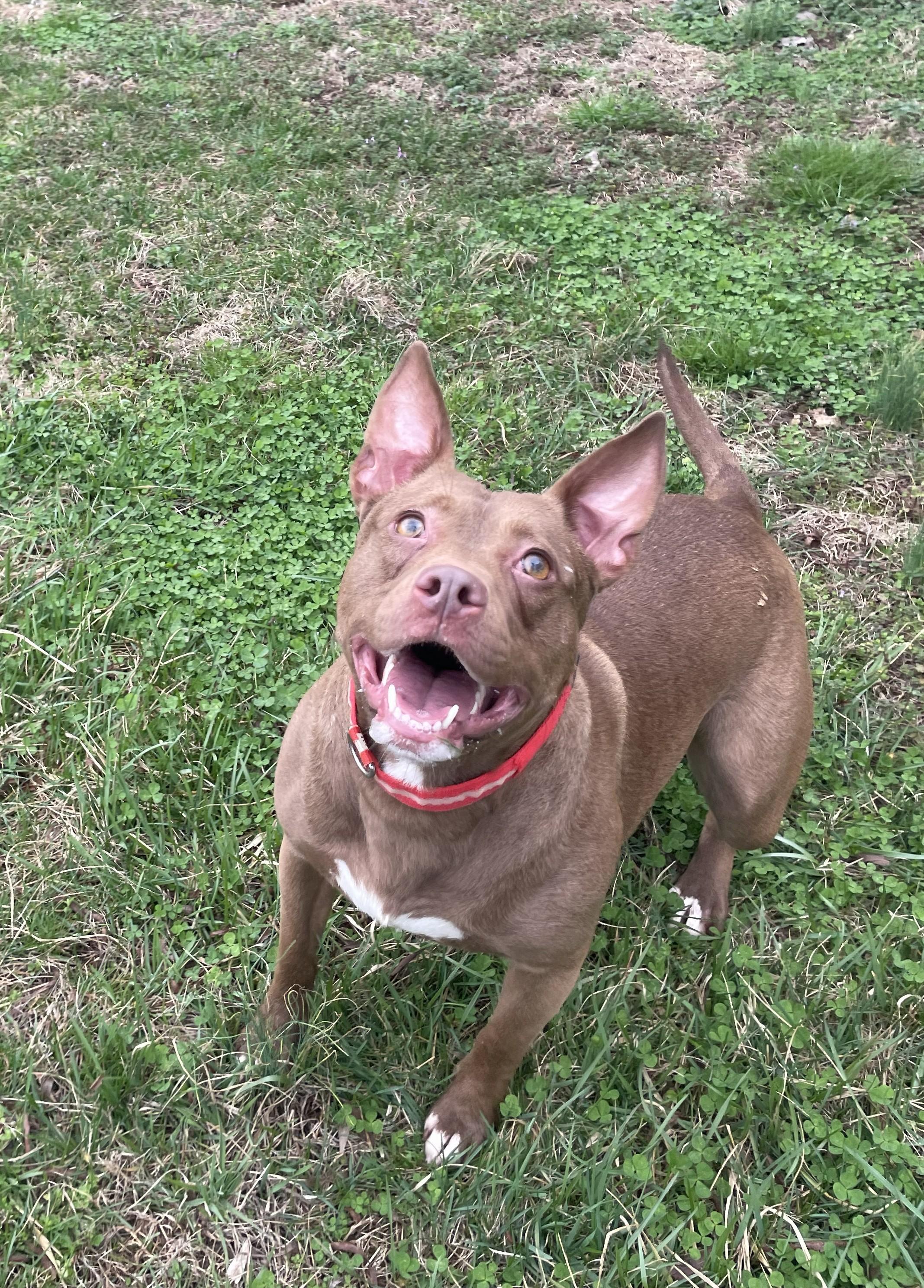 CoCo, ADOPTABLE, Young Female Mixed Breed.