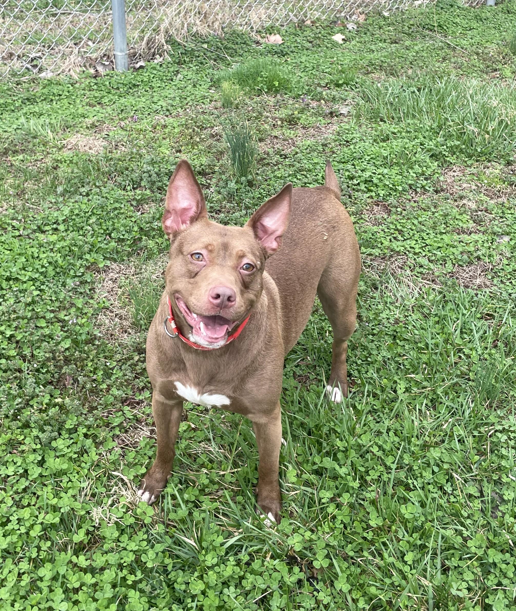 Enlarge CoCo, a ADOPTABLE mixed breed in Point Pleasant, WV image 2/3