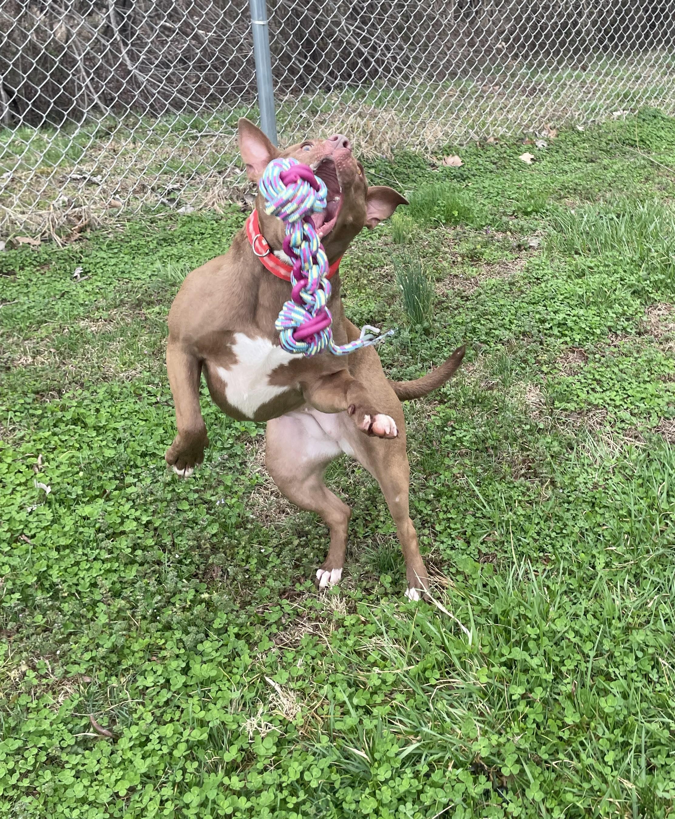 Enlarge CoCo, a ADOPTABLE mixed breed in Point Pleasant, WV image 3/3