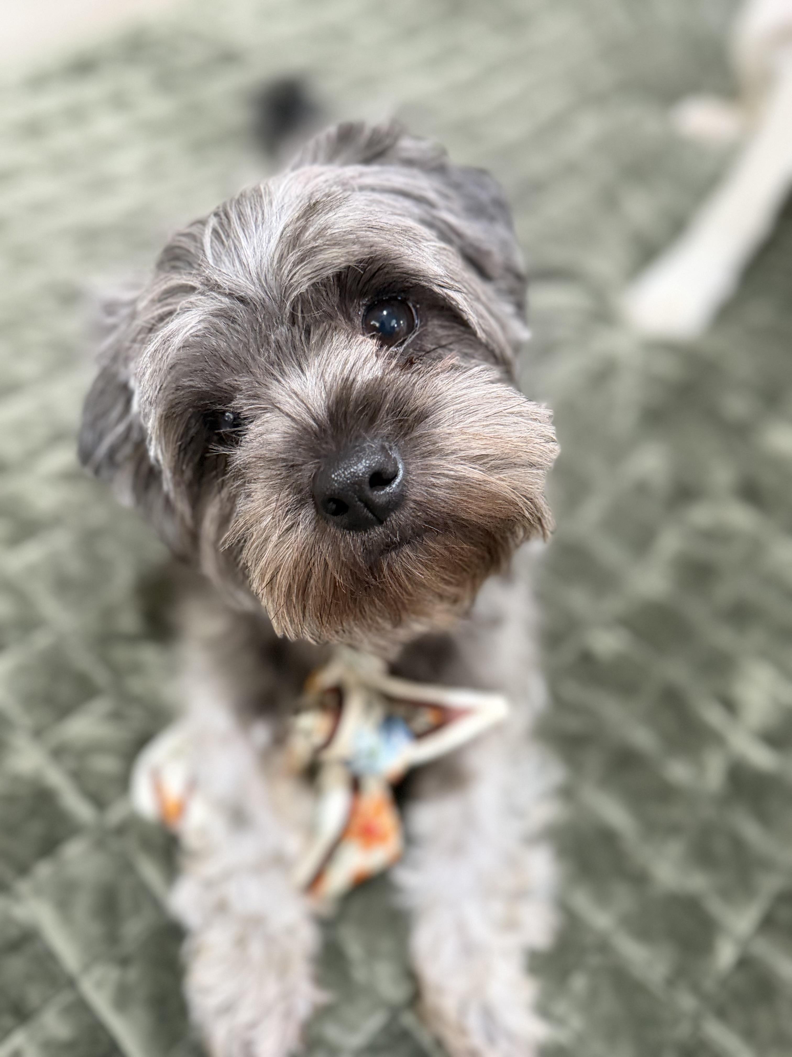 Enlarge Stormi, a Adopted mixed breed in Mendham, NJ image 2/3