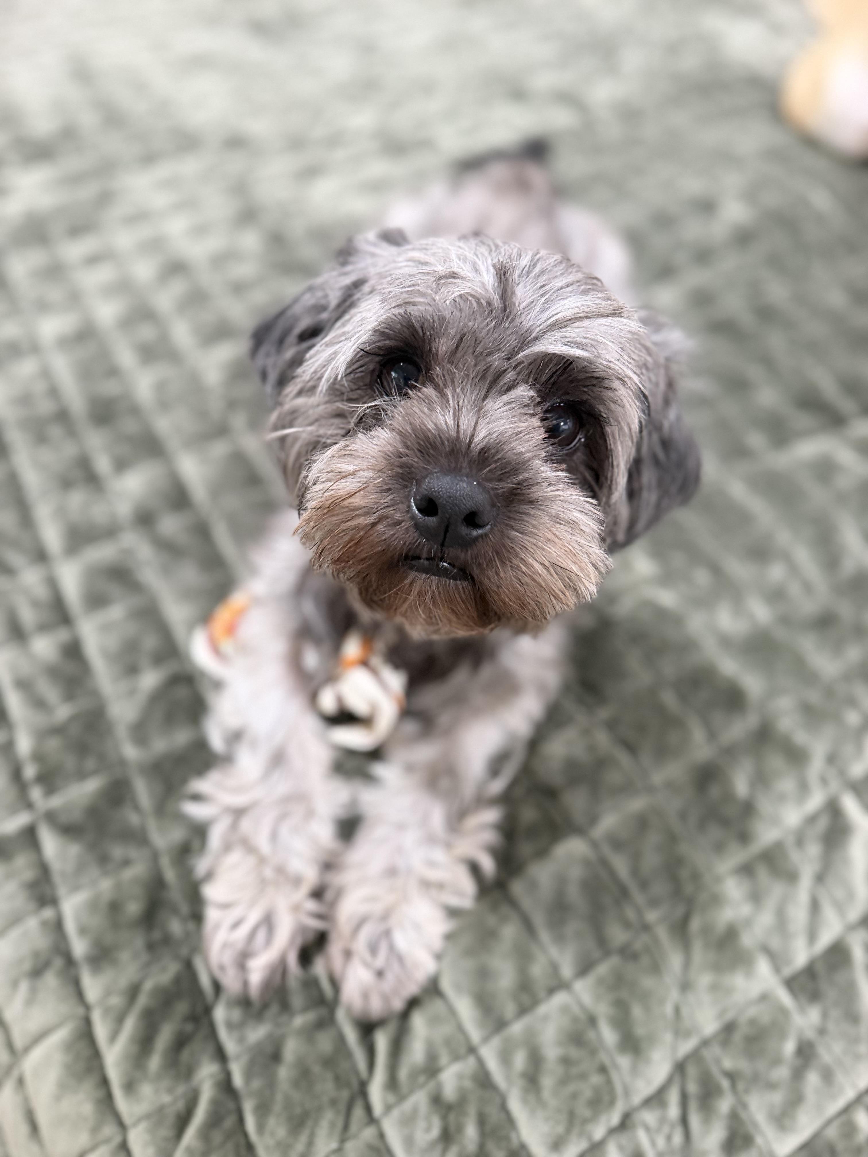 Enlarge Stormi, a Adopted mixed breed in Mendham, NJ image 3/3